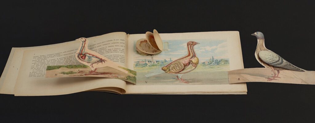 anatomy flap book of a pigeon