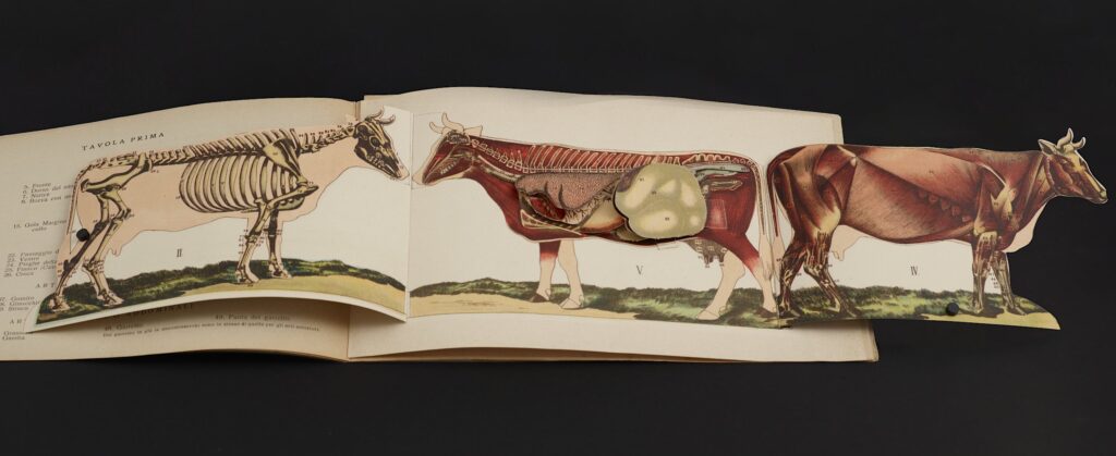 anatomy flap book featuring a cow
