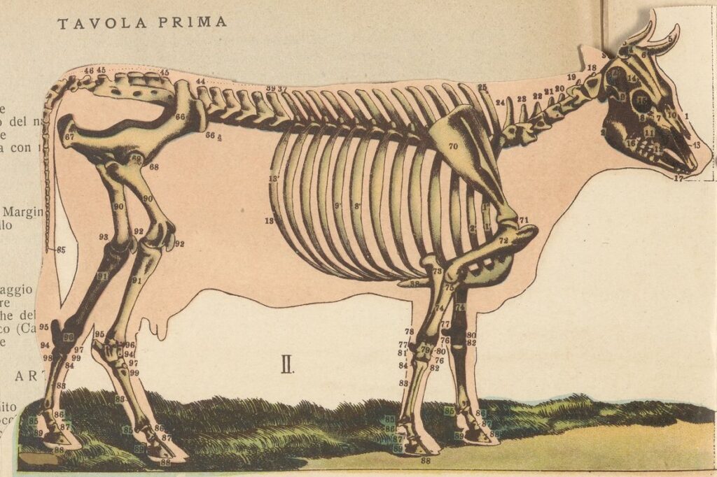 illustration of a cow skeleton