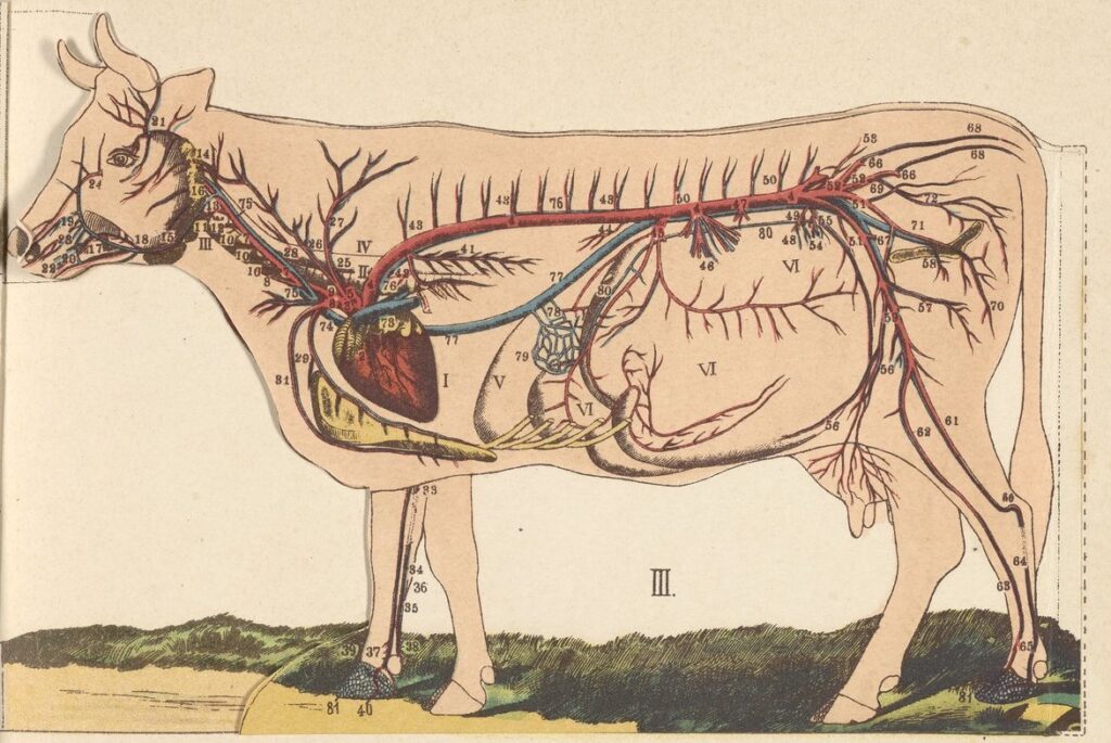 illustration of the inside of a cow