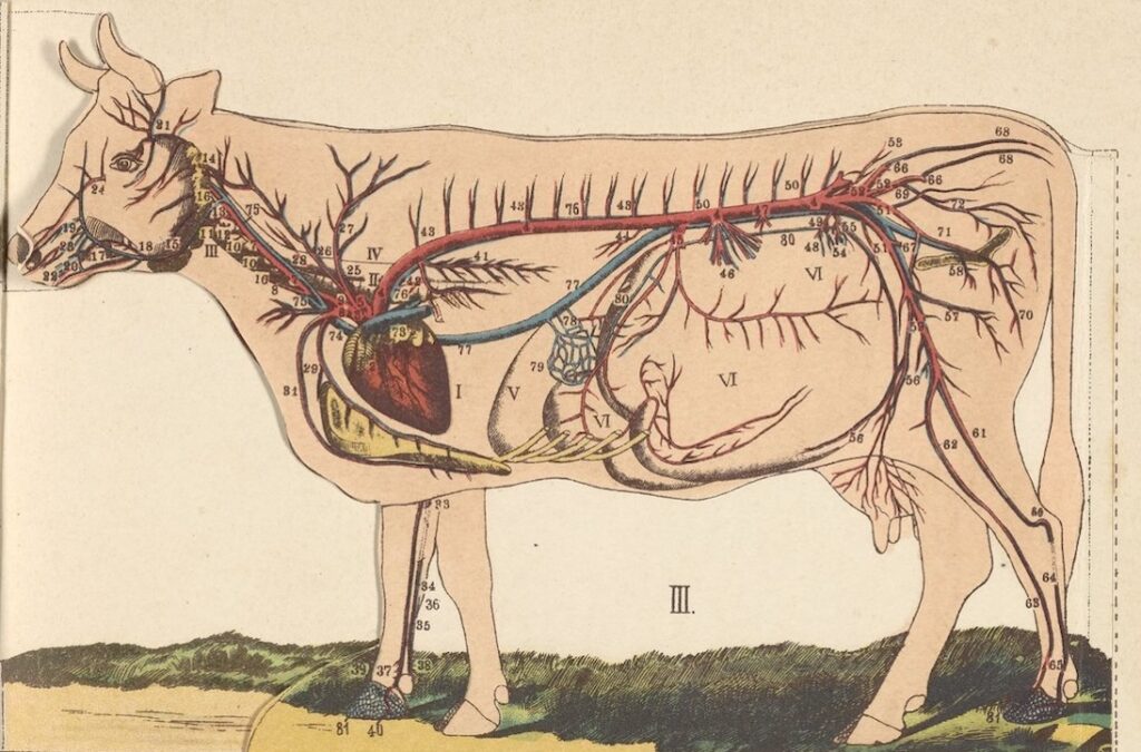 illustration of a cow skeleton