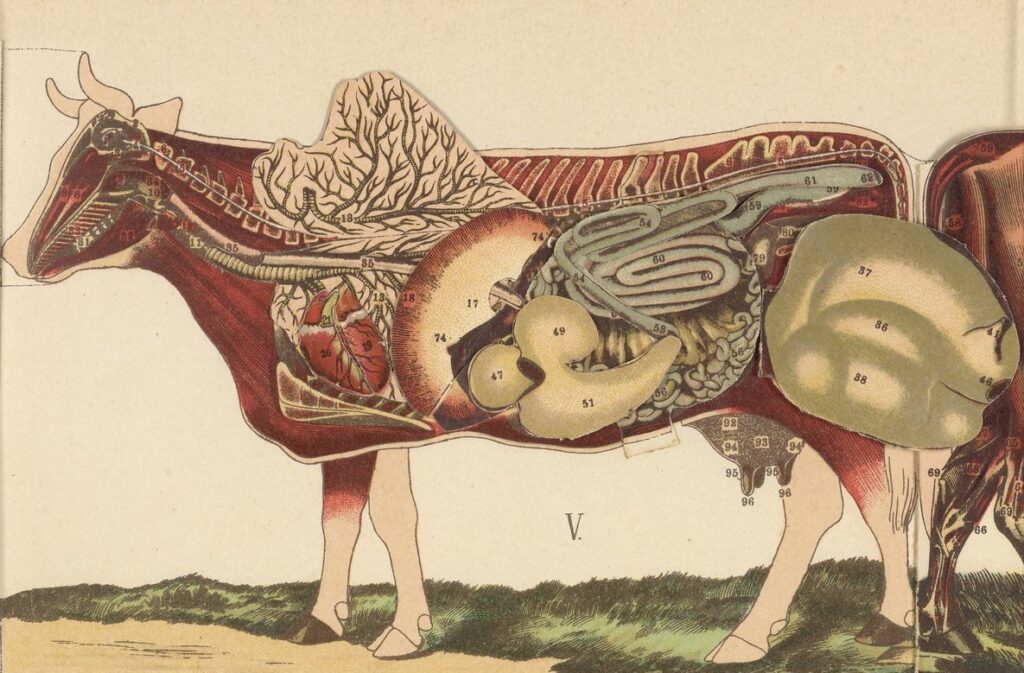 illustration of the inside of a cow