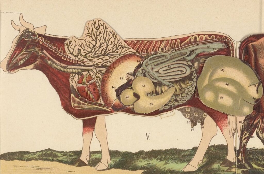 illustration of a cow skeleton