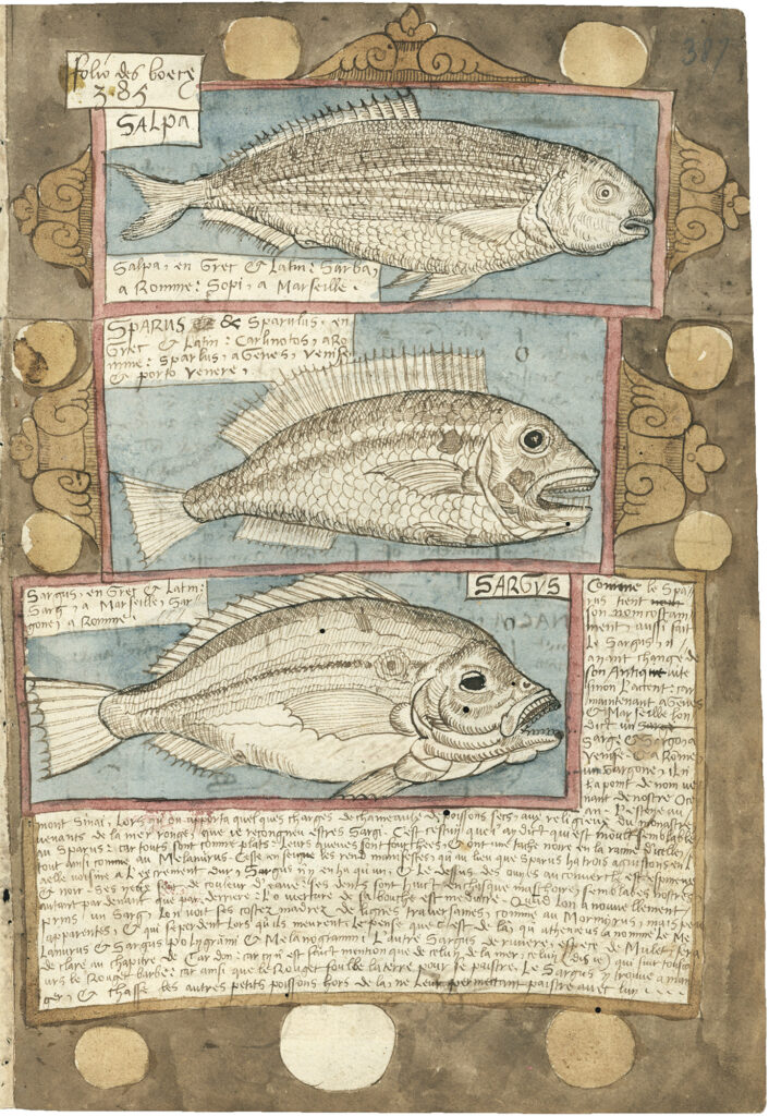 Illustrated manuscript of fish with descriptions