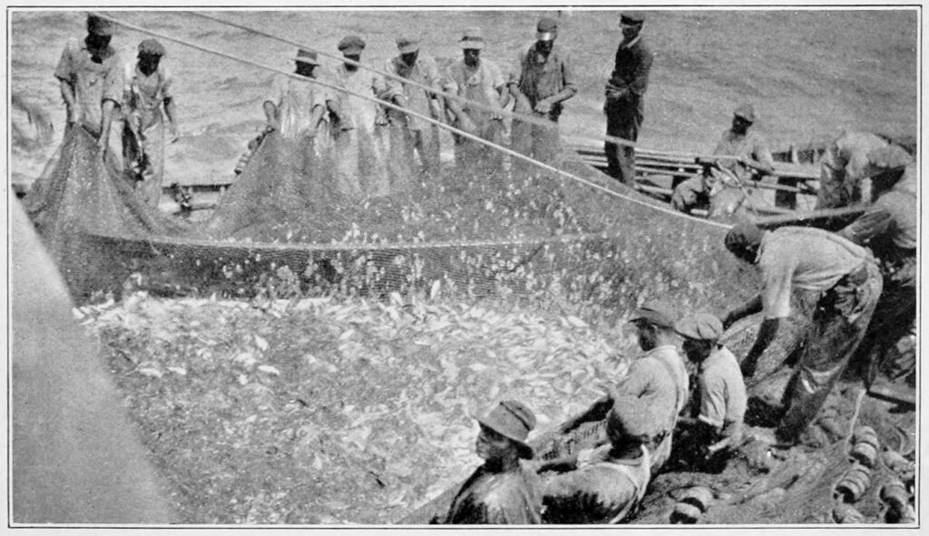 Old black and white photo of fishermen pulling in a large net filled with fish