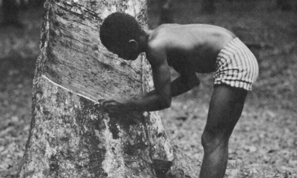 A boy cutting into the bark of tree