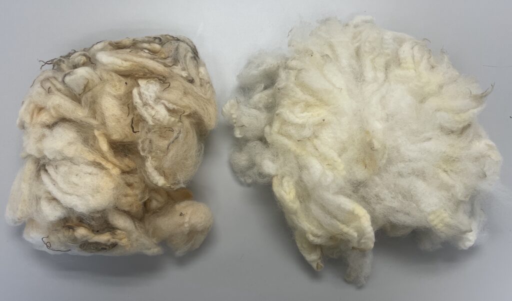 Raw and scoured wool