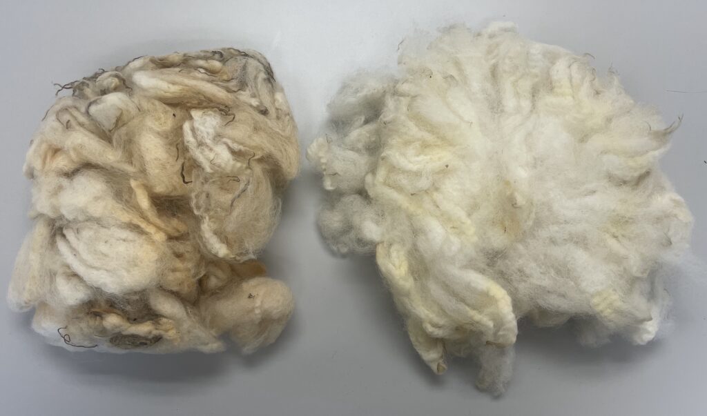 Raw and scoured wool