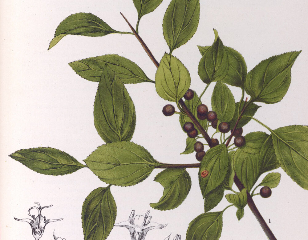 illustration of leafy branch with dark berries