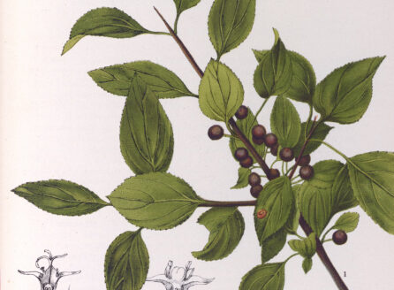 illustration of leafy branch with dark berries