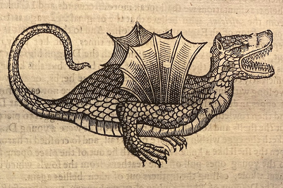 illustration of a winged dragon