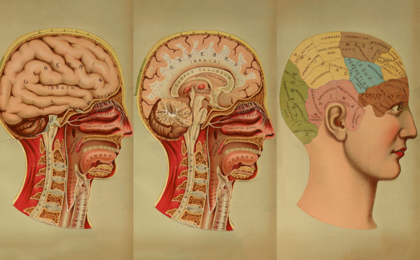anatomical diagram of the human head and brain