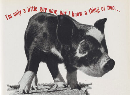 advertisement with a piglet and the message, "I'm only a little guy now, but I know a thing or two."
