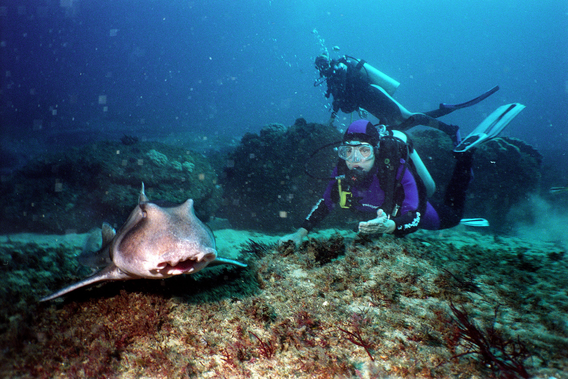 A scuba diver looking at a shark