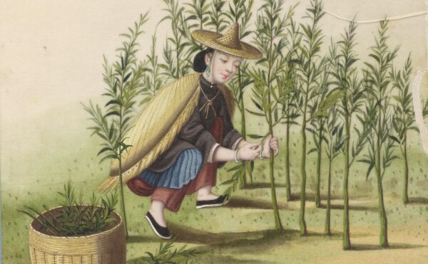 watercolor painting of ramie planting