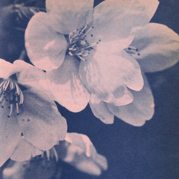 Monochrome photo of dogwood blooms