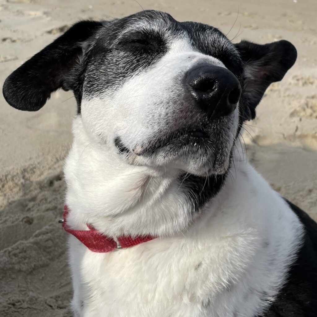 black and white dog