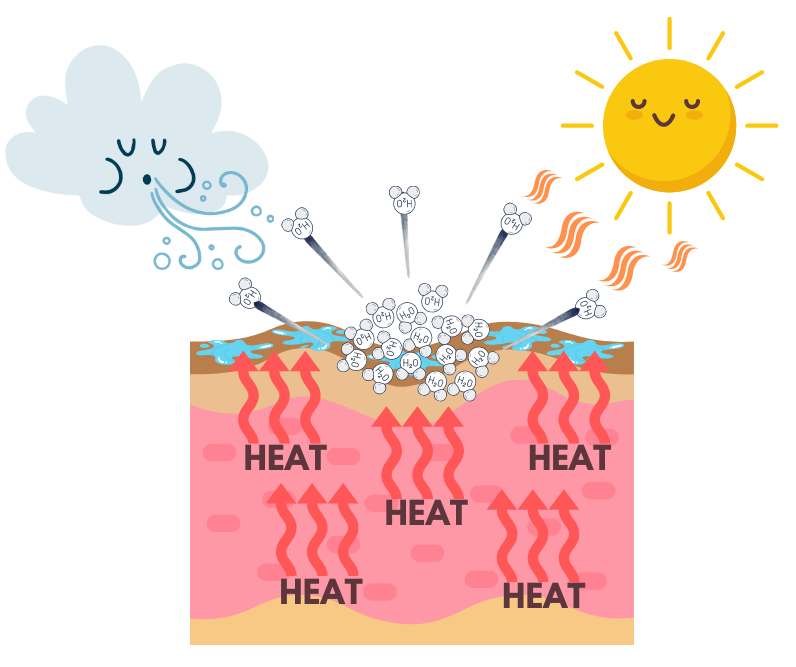 Graphic showing the evaporative cooling effect when we sweat
