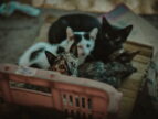 Four abandoned cats