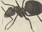 illustrated microscopic view of an ant
