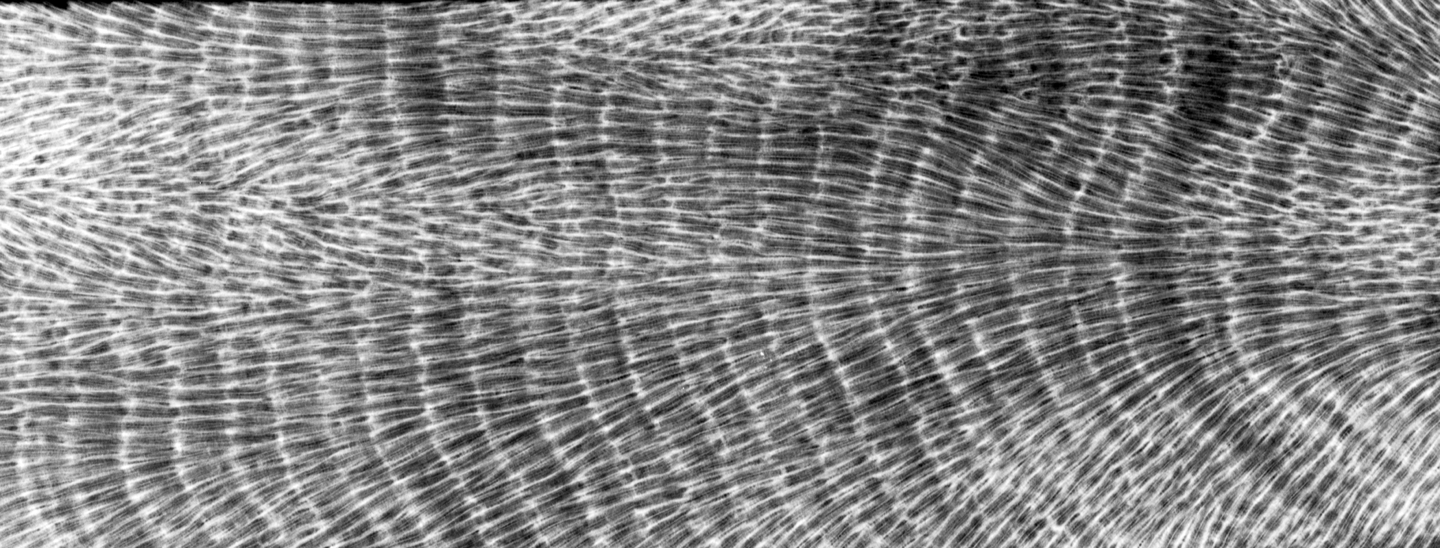 Imagen de primer plano de una sección transversal de coral que muestra las capas de crecimiento