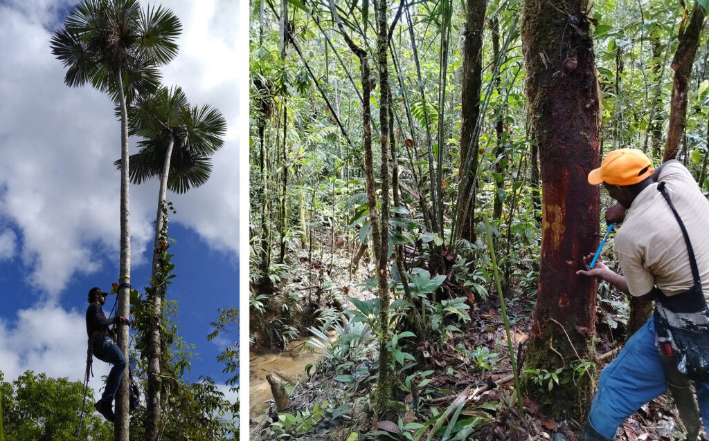 Dos fotografías en color: la de la izquierda muestra a un hombre trepando una palmera; la de la derecha, a un hombre sacando un corazón de un árbol en un bosque tropical