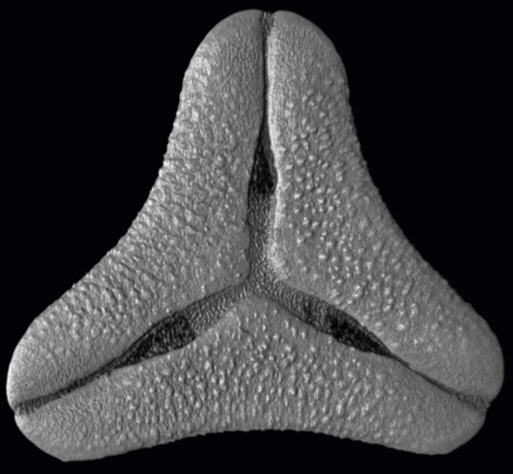 Imagen microscópica en blanco y negro de un grano de polen
