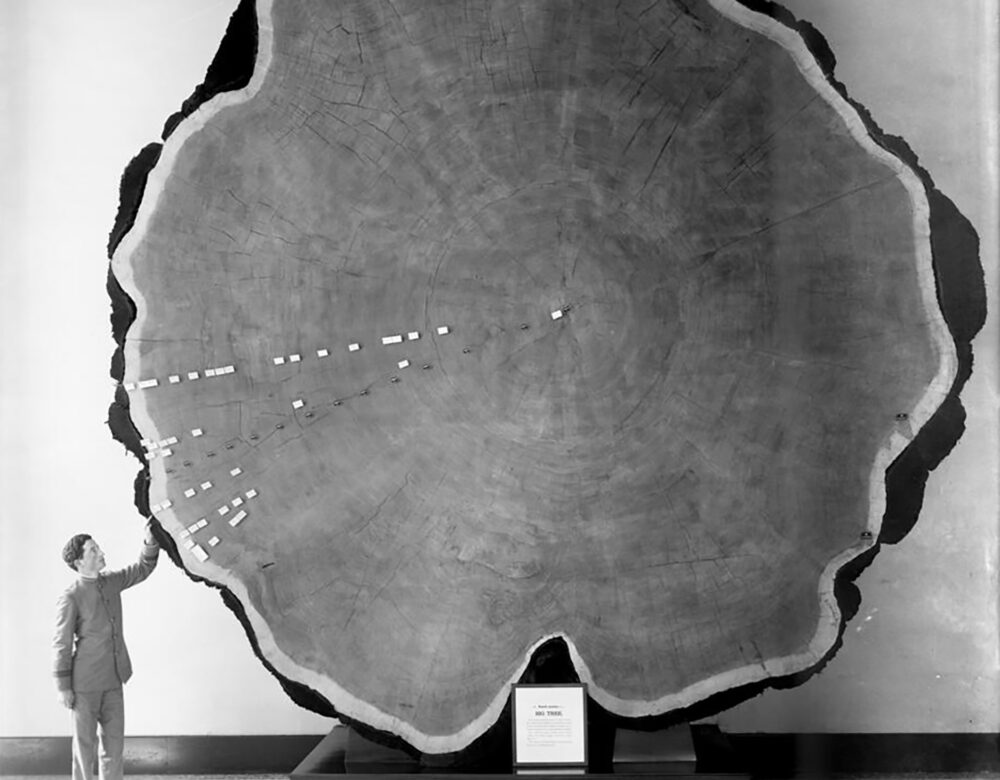 Fotografía en blanco y negro de un hombre de pie junto a una sección transversal de un árbol enorme