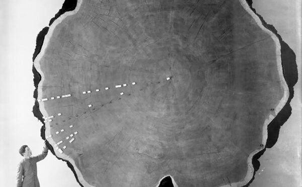 Fotografía en blanco y negro de un hombre de pie junto a una sección transversal de un árbol enorme