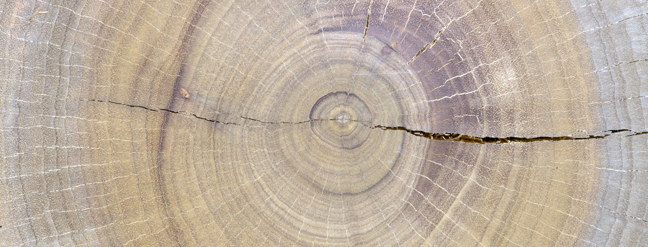 Fotografía de primer plano de una sección transversal de un árbol que muestra anillos