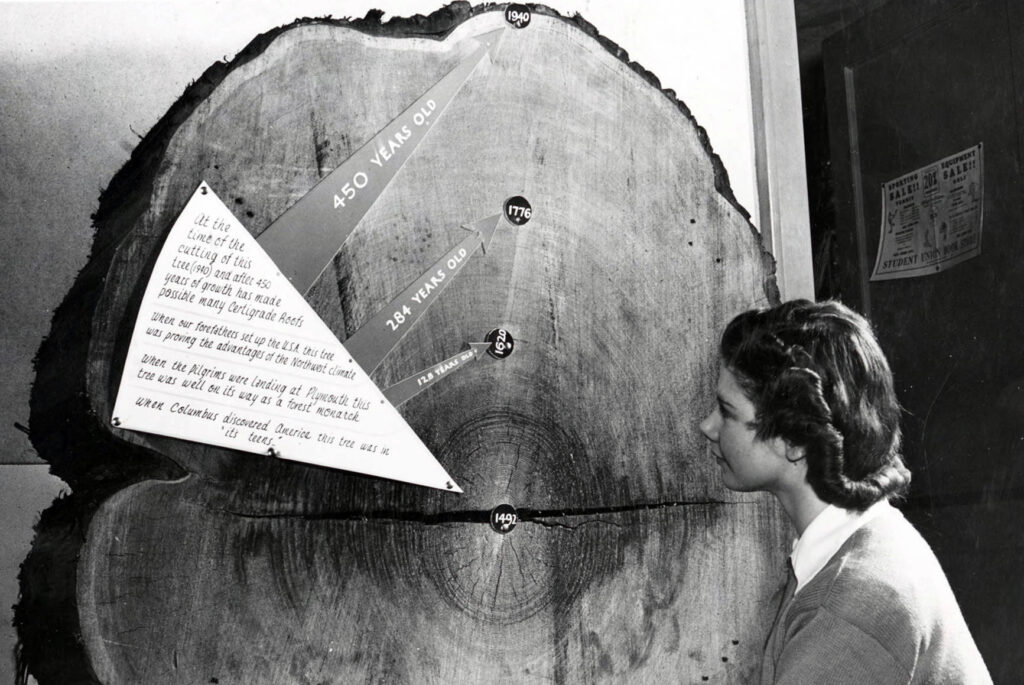 Fotografía en blanco y negro de una mujer mirando una gran sección transversal de un árbol marcada con etiquetas y fechas que van desde 1940 a 1492