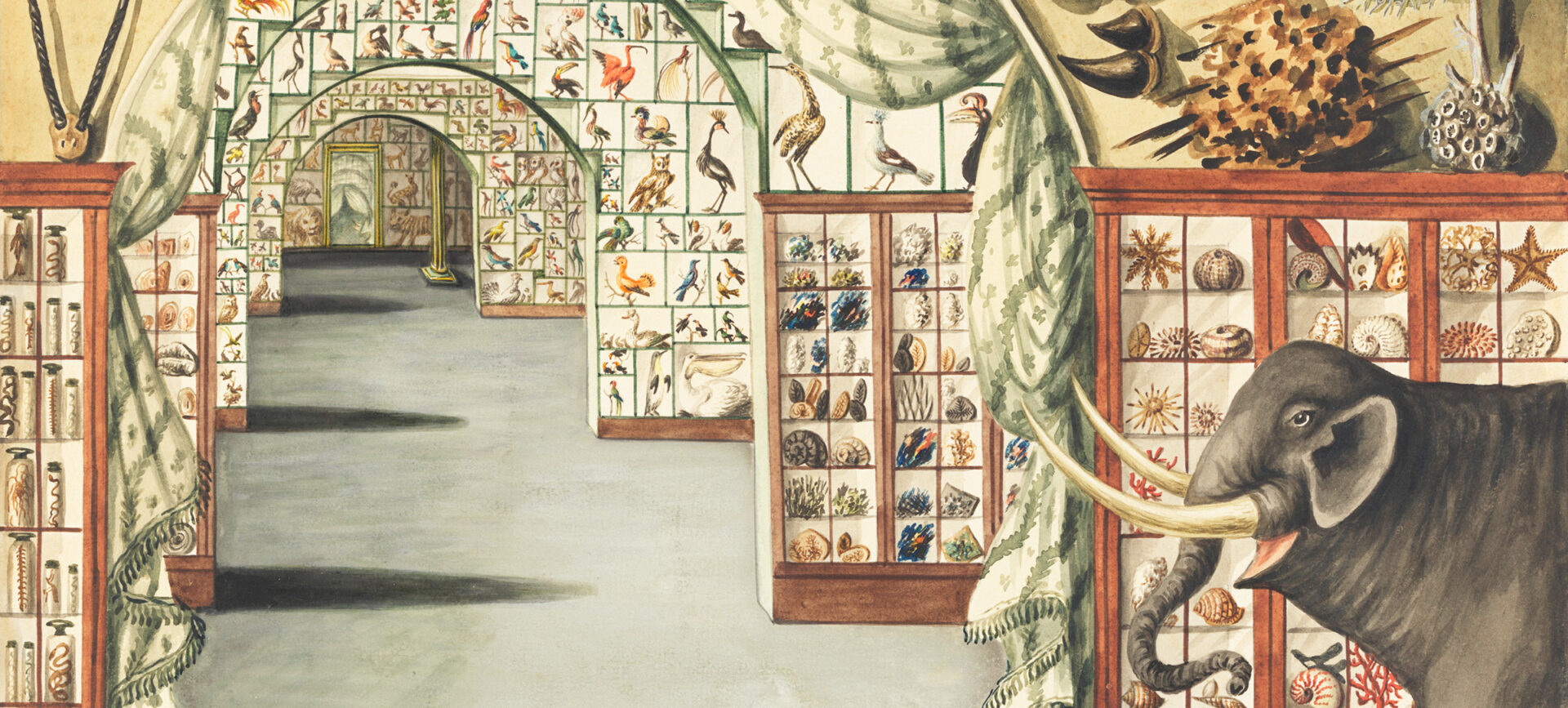Color illustration of a museum interior looking down a hall of arched opening showing a large number of objects on display, including an elephant, seashells, antlers, and a kayak