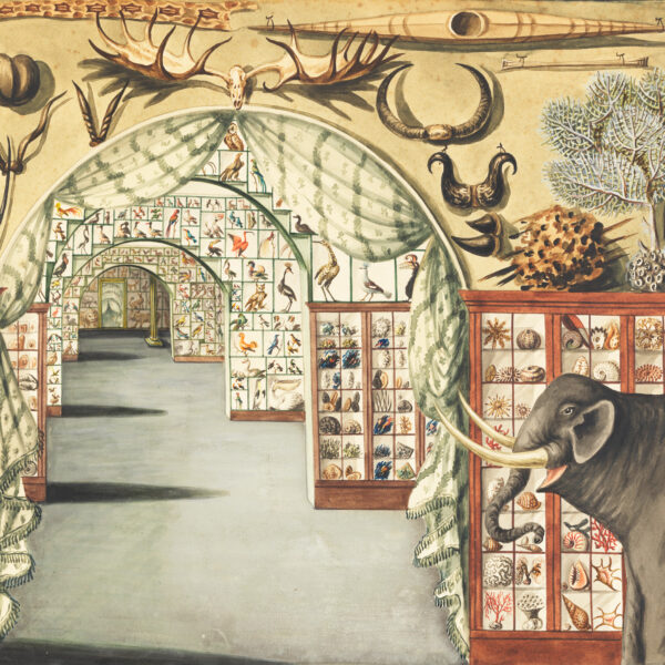 Color illustration of a museum interior looking down a hall of arched opening showing a large number of objects on display, including an elephant, seashells, antlers, and a kayak
