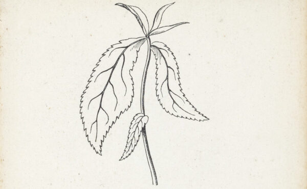 line drawing of leaf veins in a book