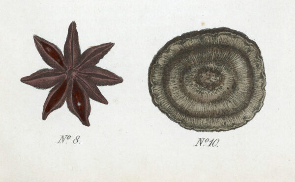 color illustration of herbs