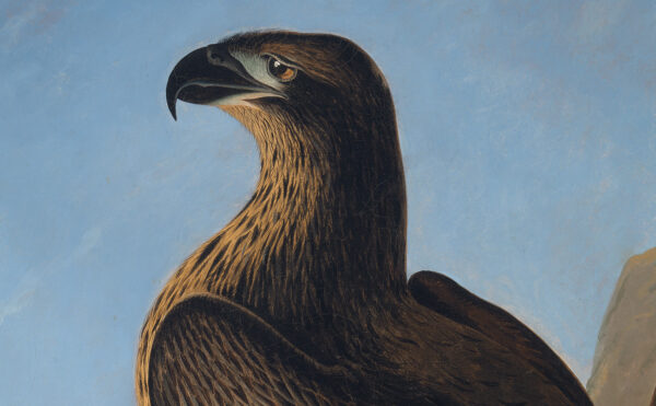 Close up an oil painting showing an eagle’s head