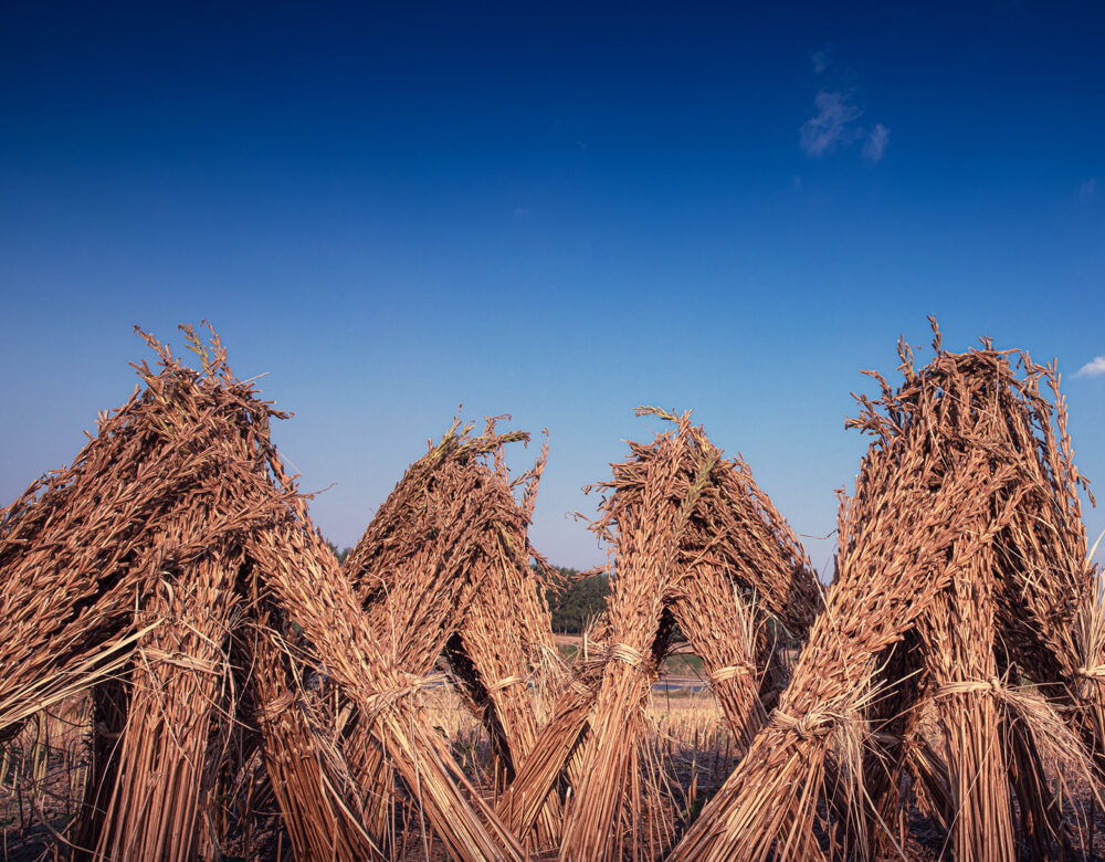 Bundled dried sesame in field against deep blue sky