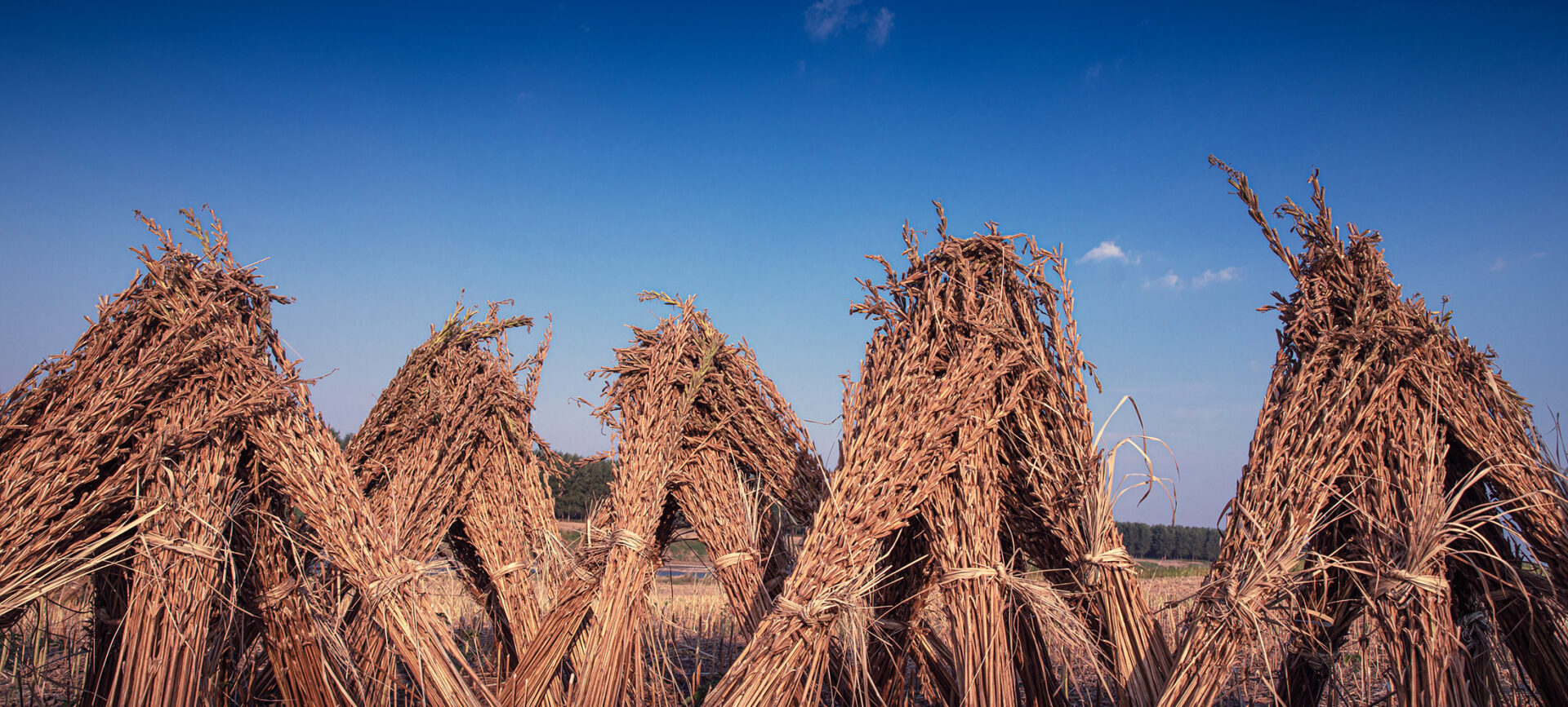 Bundled dried sesame in field against deep blue sky