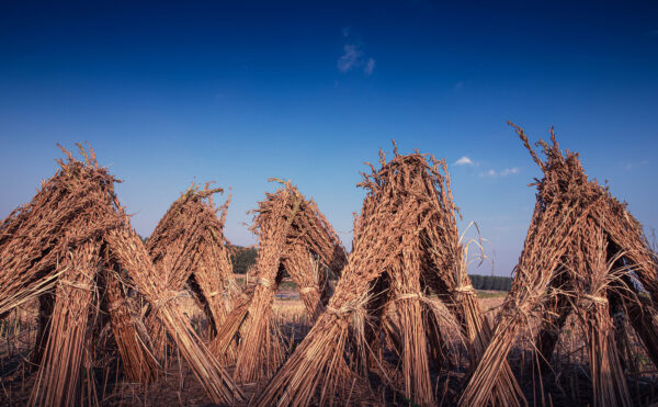 Bundled dried sesame in field against deep blue sky