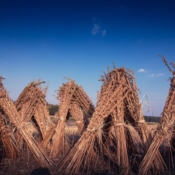 Bundled dried sesame in field against deep blue sky