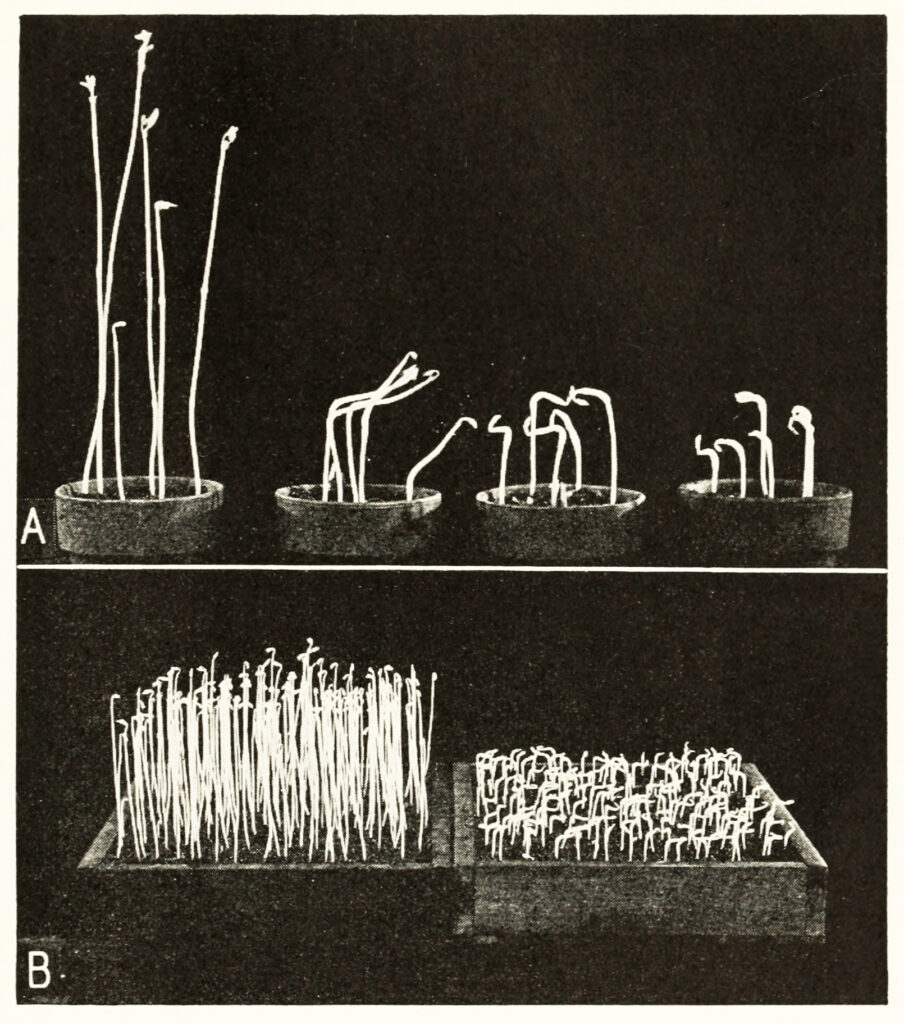 Black and white book photos of two sets of plant experiments