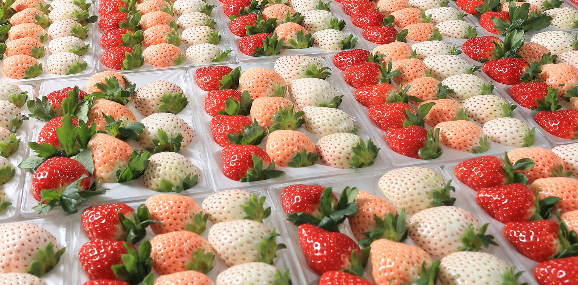 Color photo of white, pink, and red strawberries arranged on white packaging