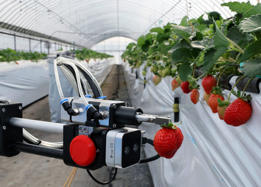 A robotic arm mounted with a camera grasps a strawberry inside a greenhouse