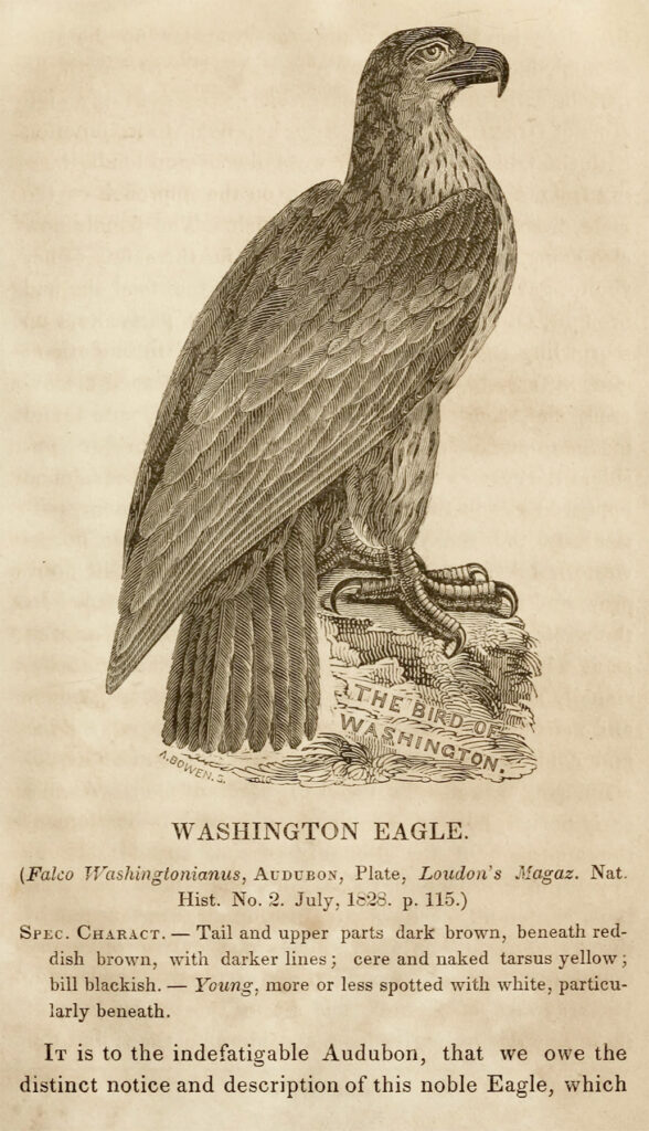 Old book illustration of an eagle