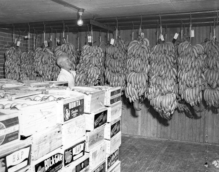 Black and white photo of a man standing behind crates of boxed fruit and hanging a large bunch of bananas on a hook