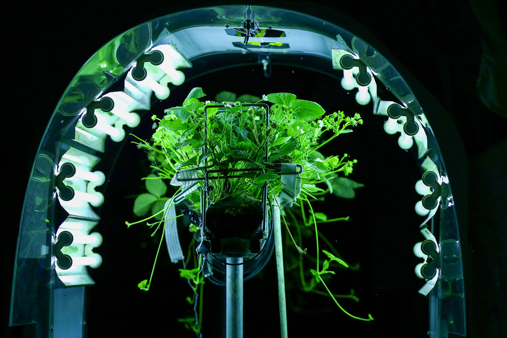 Strawberry plant illuminated by a tunnel of lights