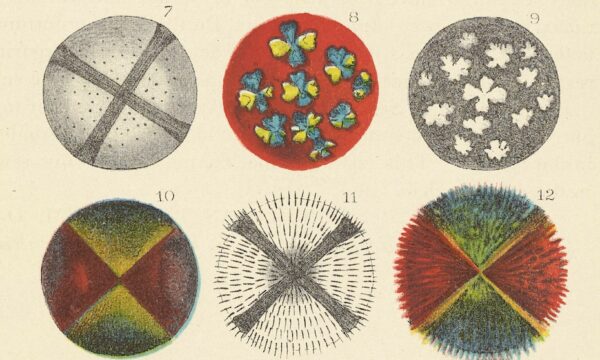 illustrations of fat crystals