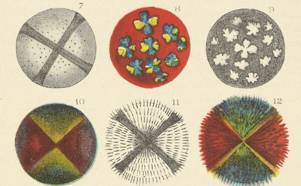 illustrations of fat crystals