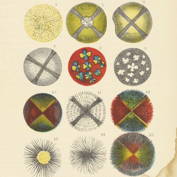 illustrations of fat crystals