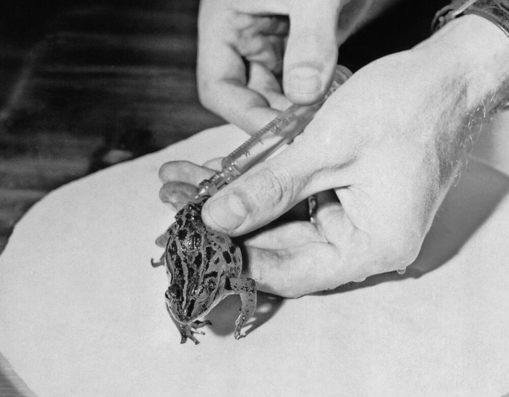 frog being injected with concentrated urine